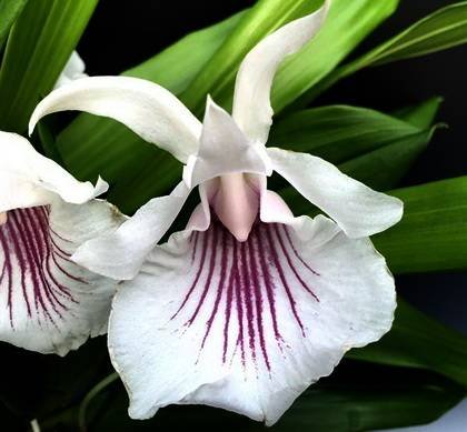 Cochleanthes9