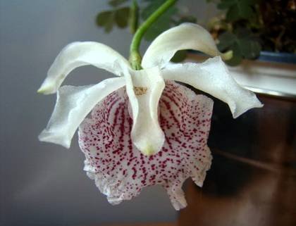 CochleanthesСуаМена9