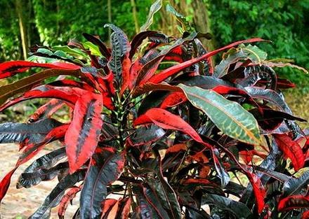 Codiaeum1