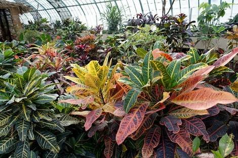 Codiaeum10