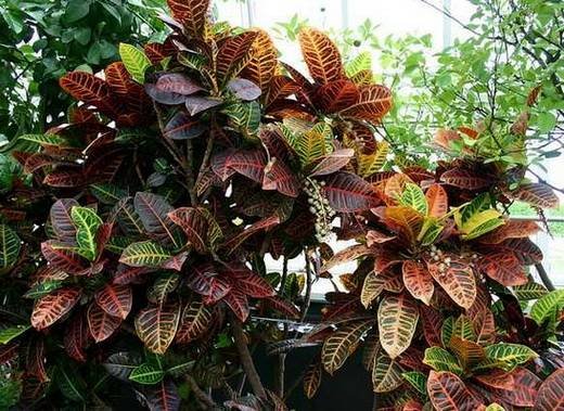 Codiaeum11
