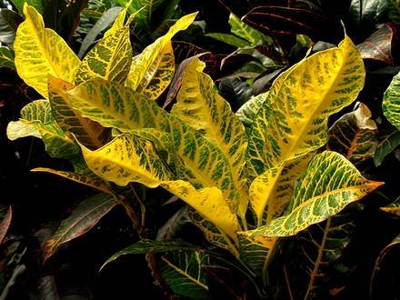 Codiaeum2