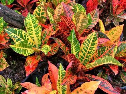 Codiaeum3