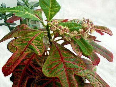 Codiaeum5
