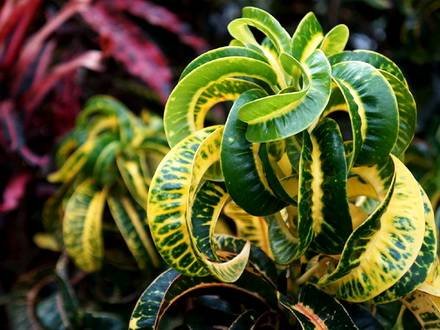 Codiaeum6
