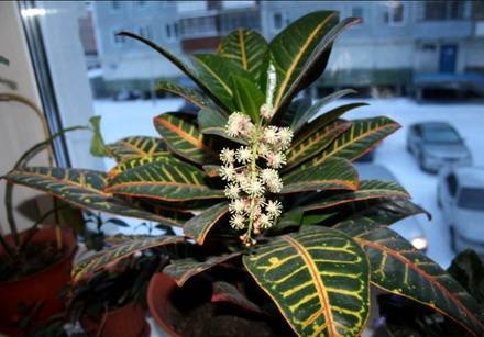 Codiaeum7
