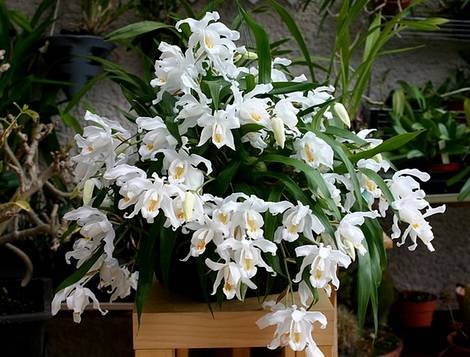 CoelogynaCristata1