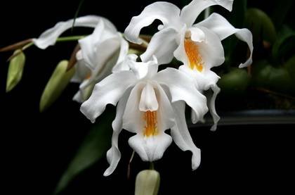 CoelogynaCristata2