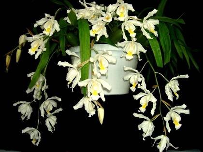 CoelogynaCristata4