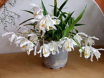 CoelogynaCristata5