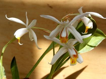 Coelogyne2