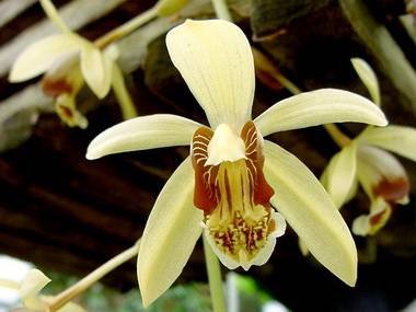 Coelogyne9
