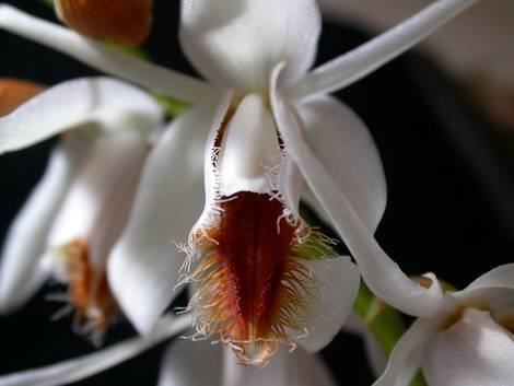CoelogyneBarbata1