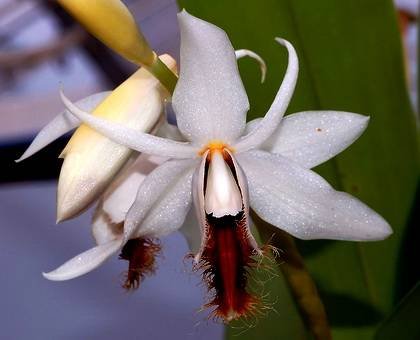 CoelogyneBarbata3