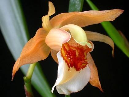 CoelogyneLawrenceana1