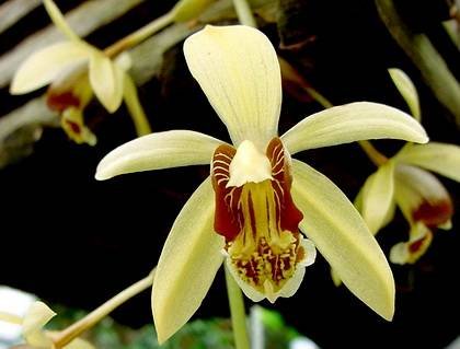 CoelogyneMassangeana1