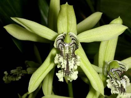 CoelogyneMayeriana1