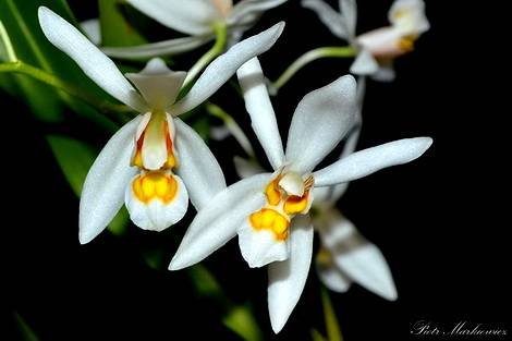 CoelogyneNitida2