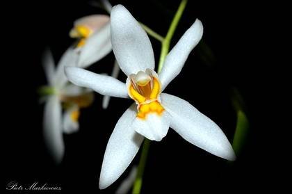 CoelogyneNitida3