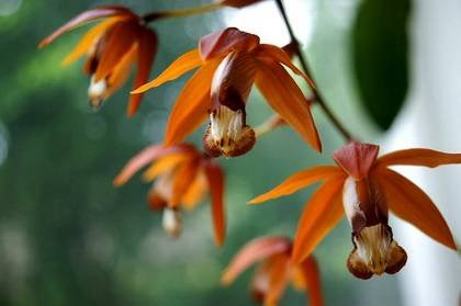 CoelogyneOdoardi1