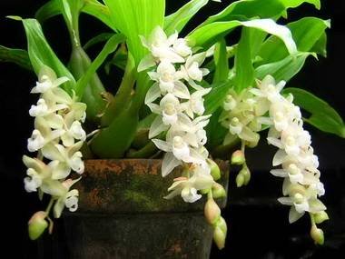 CoelogyneOdoardii9