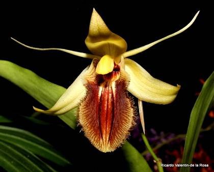 CoelogyneOvalis1