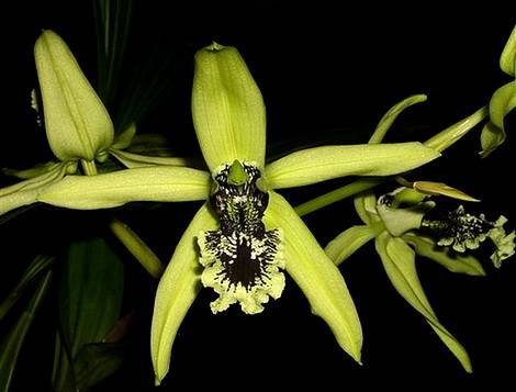 CoelogynePandurata1