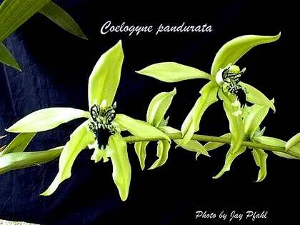 CoelogynePandurata10