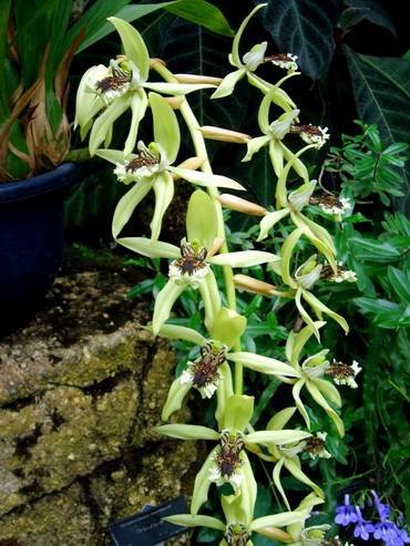 CoelogynePandurata2