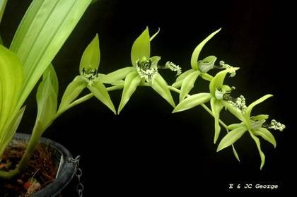CoelogynePandurata8