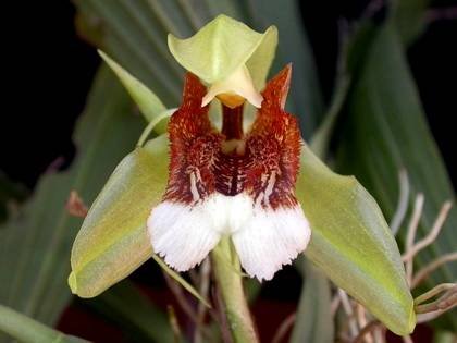 CoelogyneSpeciosa8
