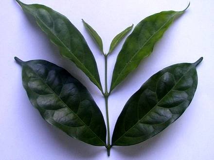 CoffeaCharrieriana
