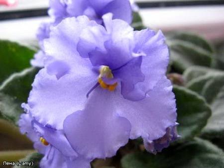Colette4