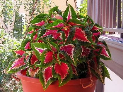 Coleus1