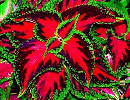 Coleus10
