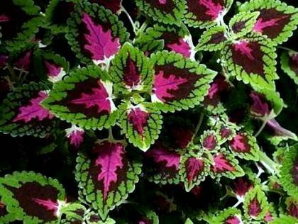 Coleus2
