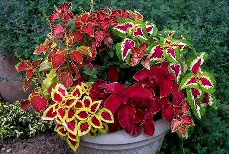 Coleus22