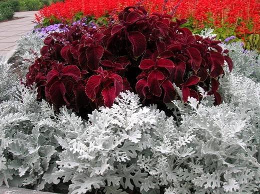 Coleus23