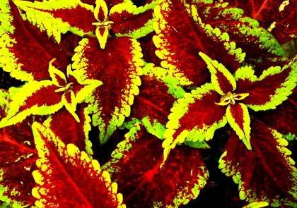Coleus3