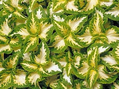 Coleus4