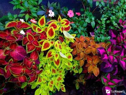 Coleus5