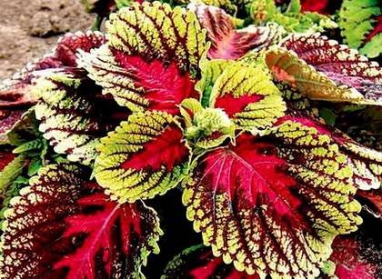 Coleus6