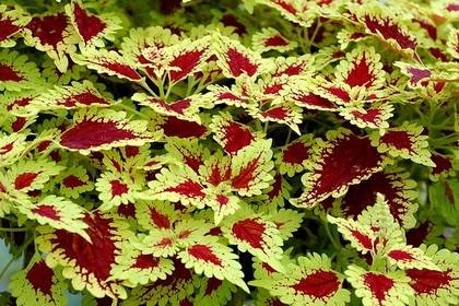 Coleus7