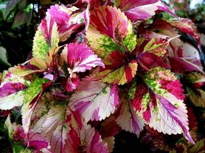 Coleus8