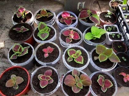 Coleus9