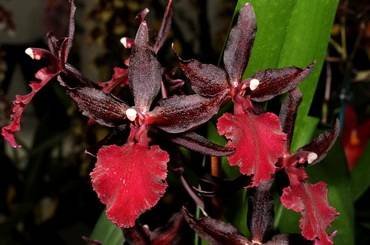Colmanara31