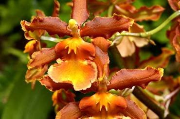 Colmanara32