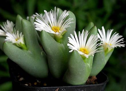 ConophytumAlbescens
