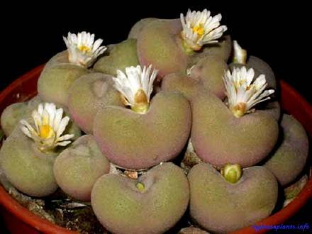 ConophytumConcavum