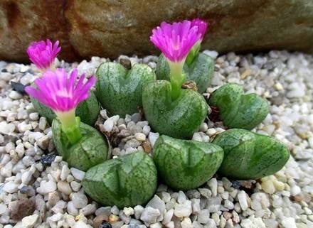ConophytumEctypum